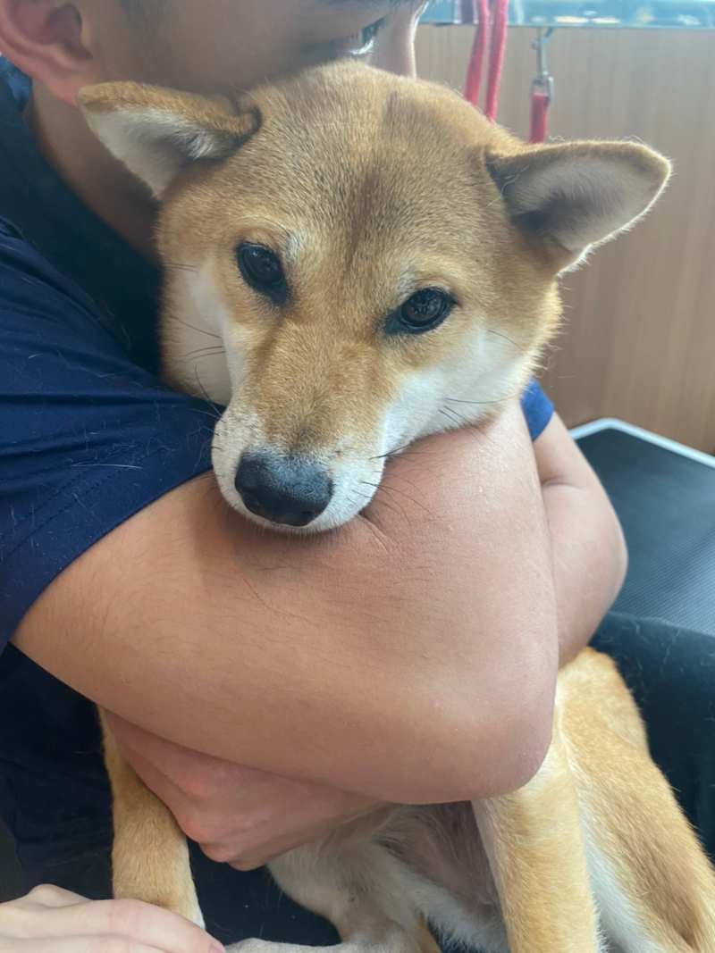 現省370 毛毛商城 百無一蝨 噴劑限時特價480 犬貓除蚤大作戰5折開打 天天要聞