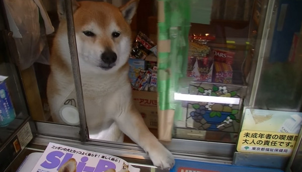 人氣看板犬 小柴君 要退休了網友不捨 再等我一年 天天要聞