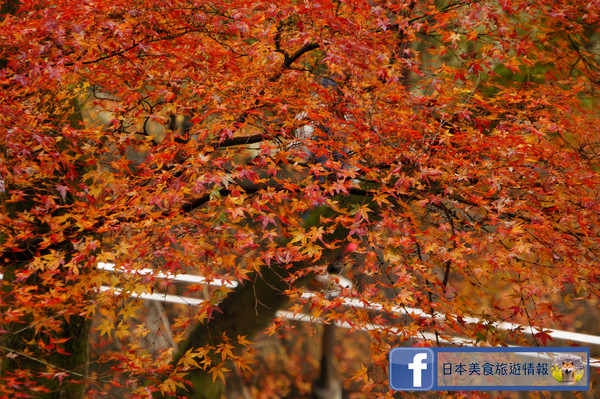 世界遺產賞楓經典地 楓紅時節的京都清水寺 天天要聞