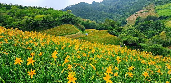 從現在美到7月 花東2處必去金針花秘境金色花毯覆蓋山坡 天天要聞