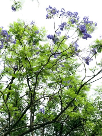 臺北也有夢幻 藍花楹 5月浪漫綻放 鋪成花地毯超美 天天要聞